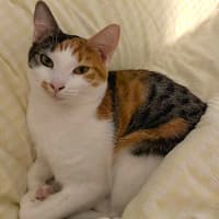 Photo of Daphne