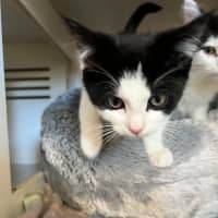 Photo of Cookies And Cream