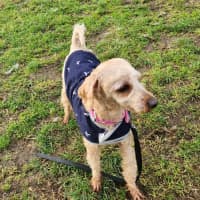 Photo of Milo (63798)
