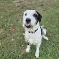Photo of Marley