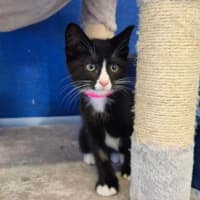 Photo of Luna