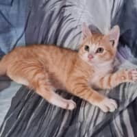 Photo of Cheeto