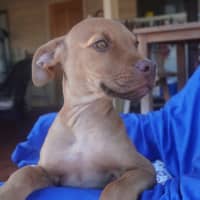Photo of Ares