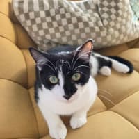 Photo of Mowgli   In Foster Care In Northcote