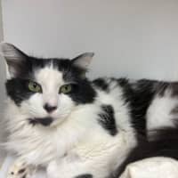 Photo of Old Deuteronomy