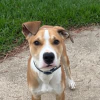 Photo of Basil