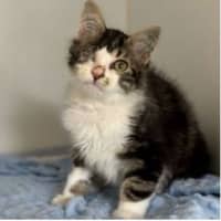 Photo of Winkle *9 Lives Project Rescue*