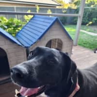 Photo of Missy   1.5 Year Old Labrador X