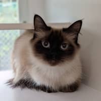 Photo of Shortcake