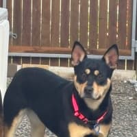 Photo of Tilly