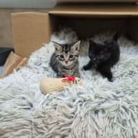 Photo of Pegi (Aka Tent Peg)