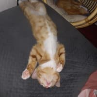 Photo of Fred Meet Me@Petstock Keysborough Store