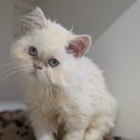 Photo of Gemini (Mello)