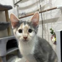 Photo of Sugar Snap