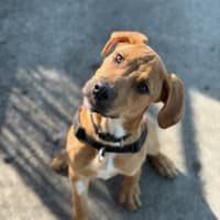 Photo of Bruno