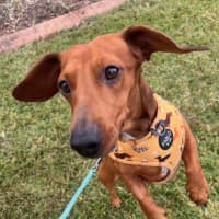 Photo of Fred   Handsome Almost 3yr Old Boy