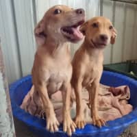 Photo of Tip (Tippy)