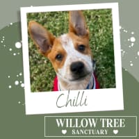 Photo of Chilli