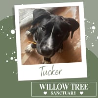 Photo of Tucker