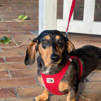 Photo of Morris   2 Year Old Dachshund 