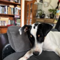 Photo of Andy   5 Month Old Jack Russell X Fox Terrier (Tri