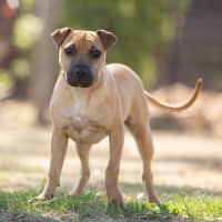 Photo of Toffee (Lemon)