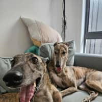 Photo of Mary, The Greyhound