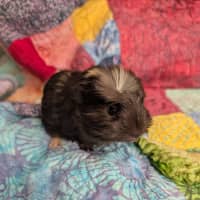 Photo of Comet