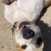 Photo of Daffodil