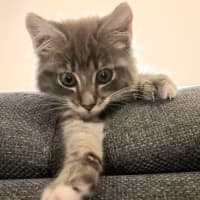 Photo of Ziggy