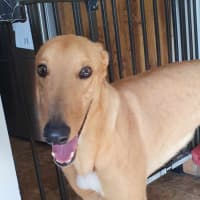 Photo of Buckley The Greyhound