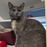 Photo of Pandora