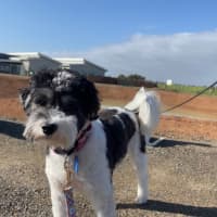 Photo of Daisy (In Foster Care) (On Hold)