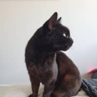 Photo of Lola (Aka Spot)