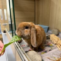 Photo of 🥗 Twitch 7043 🥗