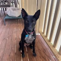 Photo of Willow