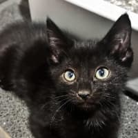 Photo of Blackcurrant