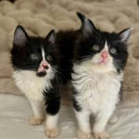 Photo of Charlie And Chaplin 