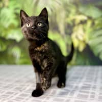 Photo of Piper   Located In Frankston