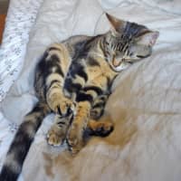 Photo of Miffy   Located In Coburg