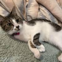 Photo of Missy   Reduced Adoption Fee