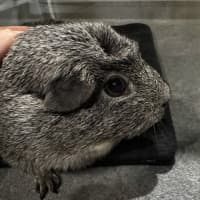 Photo of Pepper 