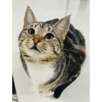 Photo of 10362   Treacle