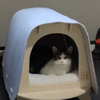 Photo of Amber