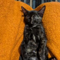 Photo of Luna