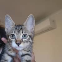Photo of Dorma