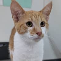 Photo of Atticus