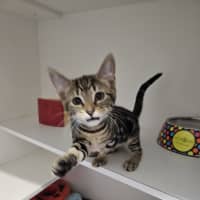 Photo of Meowie