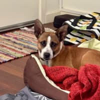 Photo of Baxter Biggles