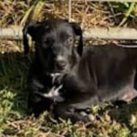 Photo of Kiri 🐶 5 Month Old Female  Mixed Breed